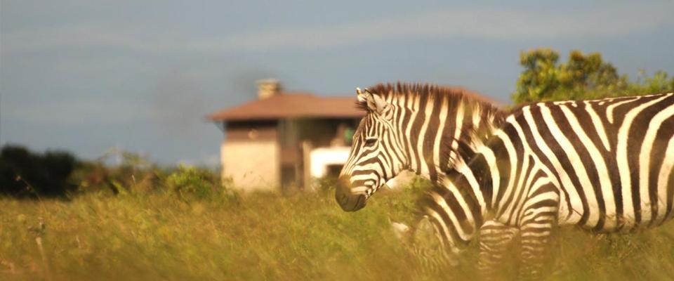 Ol Pejeta Holiday Villas Nanyuki Zewnętrze zdjęcie