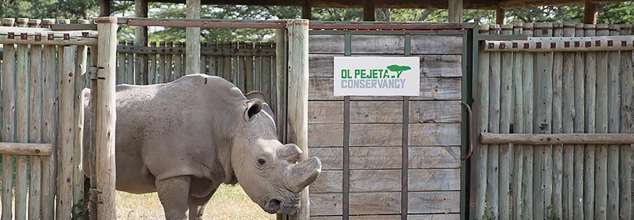 Ol Pejeta Holiday Villas Nanyuki Zewnętrze zdjęcie