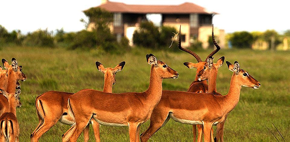 Ol Pejeta Holiday Villas Nanyuki Zewnętrze zdjęcie