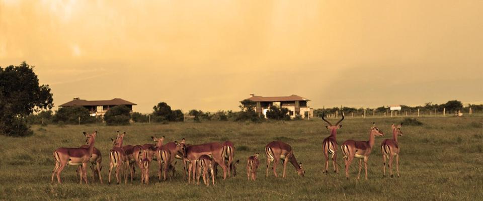 Ol Pejeta Holiday Villas Nanyuki Zewnętrze zdjęcie