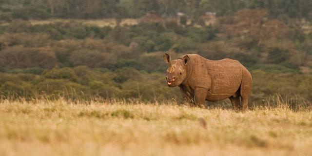 Ol Pejeta Holiday Villas Nanyuki Zewnętrze zdjęcie
